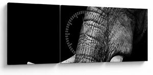 Kép - Elefánt agyar (órával) (90x30 cm)
