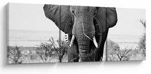 Kép - Afrikai elefánt II. (órával) (90x30 cm)