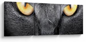 Kép - Közeli portré egy macskáról (órával) (90x30 cm)