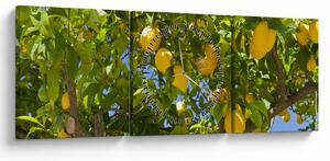 Kép - Citromfa (órával) (90x30 cm)