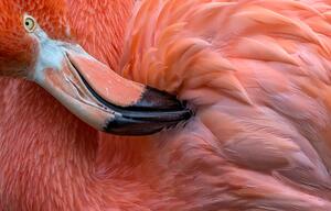 Fotográfia Flamingo Close Up, Xavier Ortega