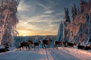 Fotográfia A group of reindeers crossing the, Jonas / Bildmedia / 500px
