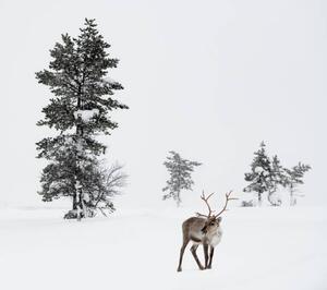 Fotográfia Reindeer standing in snow in winter, RelaxFoto.de