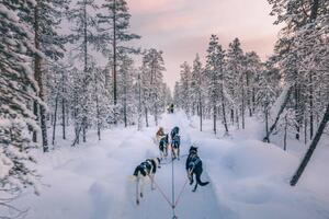 Fotográfia Husky dog sledding in Lapland, Finland, serts