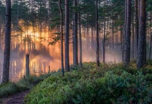 Fotográfia Scenic forest landscape with beautiful misty, Riekkinen