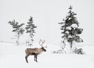 Fotográfia Reindeer standing in snowy winter landscape, RelaxFoto.de