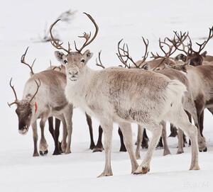 Fotográfia Reindeer with antlers, Eva Mårtensson