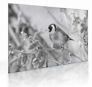 Üveg kép - Egy madár télen (70x50 cm)