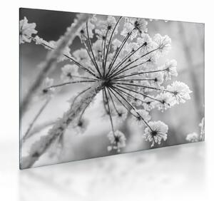 Üveg kép - Virág télen (70x50 cm)