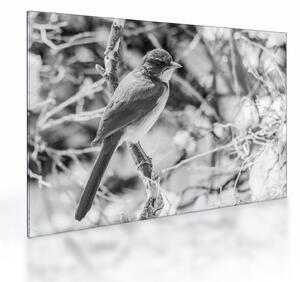 Üveg kép - Kék madár télen (70x50 cm)