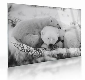 Üveg kép - Jegesmedvék (70x50 cm)