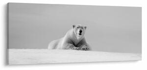 Kép - Jegesmedve (120x50 cm)