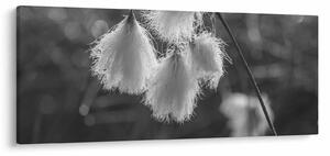 Kép - Cottongrass (120x50 cm)
