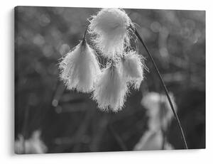 Kép - Cottongrass (70x50 cm)