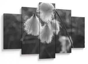 Kép - Cottongrass (150x105 cm)