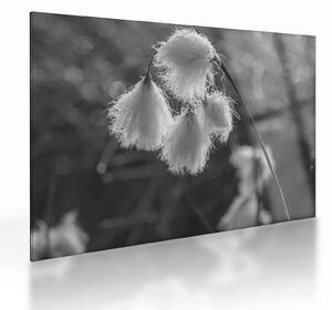 Üveg kép - Cottongrass (70x50 cm)