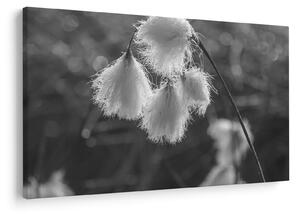 Kép - Cottongrass (90x60 cm)