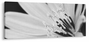 Kép - Fekete-fehér virág (120x50 cm)