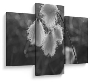 Kép - Cottongrass (90x60 cm)