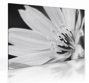 Üveg kép - Fekete-fehér virág (70x50 cm)