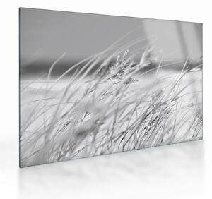 Üveg kép - Strandfű (70x50 cm)