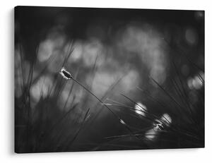 Kép - Mezei fű (70x50 cm)