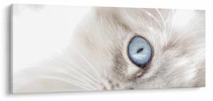 Kép - Kék szemű macska (120x50 cm)