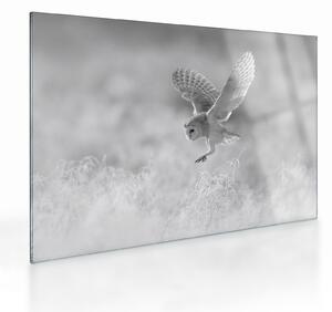 Üveg kép - Bagoly a mezőn (70x50 cm)