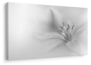 Kép - Delicate Lily (90x60 cm)