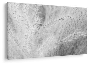 Kép - Pampafű N⁰1 (90x60 cm)