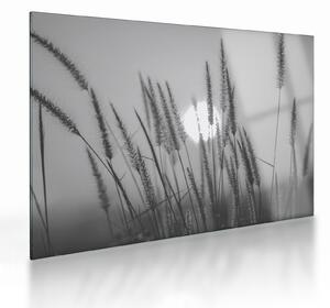 Üveg kép - Mező naplementében (70x50 cm)