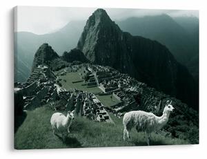 Kép - Lámák a perui Machu Picchunál (70x50 cm)