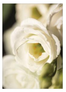 Flower Wall poszter