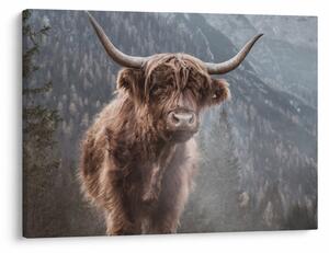 Kép - Highlander tehén (70x50 cm)