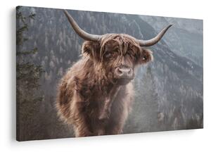 Kép - Highlander tehén (90x60 cm)