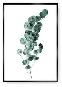 Eucalyptus Emerald Green poszter