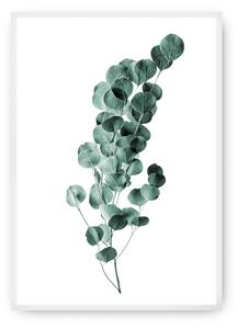 Eucalyptus Emerald Green poszter