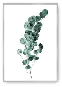 Eucalyptus Emerald Green poszter