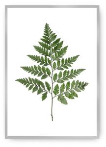 Fern Green poszter