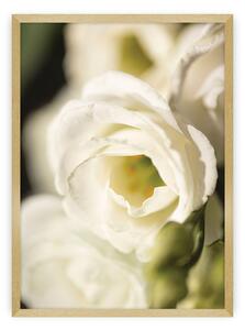 Flower Wall poszter