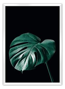Dark Monstera poszter