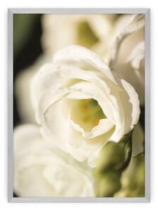 Flower Wall poszter