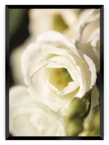 Flower Wall poszter