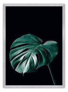 Dark Monstera poszter