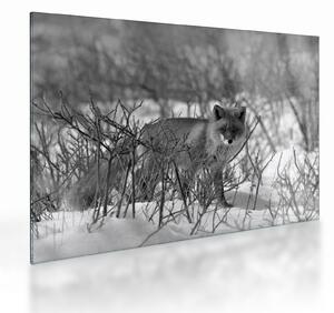 Üveg kép - Róka télen (70x50 cm)