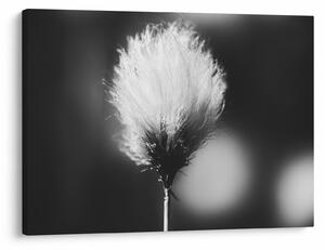 Kép - Fekete-fehér pamutfű (70x50 cm)