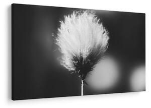 Kép - Fekete-fehér pamutfű (90x60 cm)