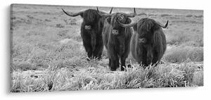 Kép - Skót tehenek (120x50 cm)