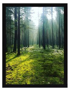 Green Forest kép 30x40cm