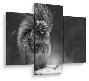 Kép - Mókus télen (90x60 cm)
